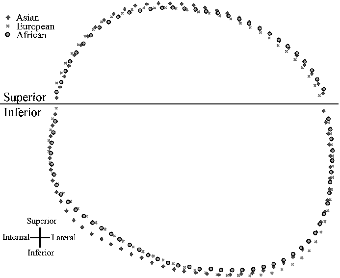 Orbit Shape Logo - Comparison of the average orbit shape among the Asian, African