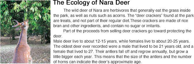 NARA's Wrold Logo - Learn about the Deer of Nara｜digitalbook Love Nara! Discover Nara's ...