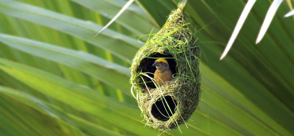 Birds Nest with Bird Logo - This Brilliant Hammock Design Was Inspired by a Bird's Nest | Inc.com