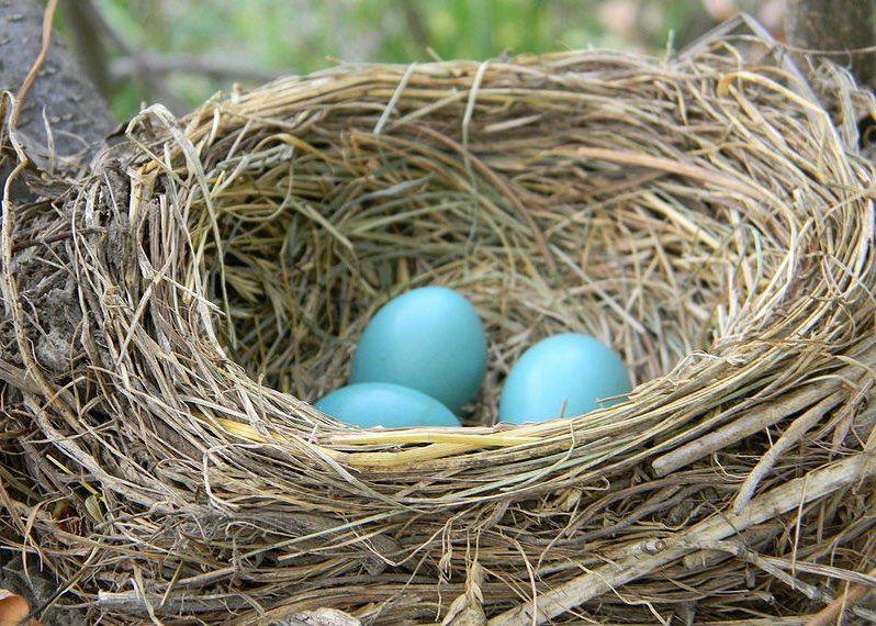 Birds Nest with Bird Logo - Top 10 Ways to Help Nesting Birds » Bird Watcher's Digest