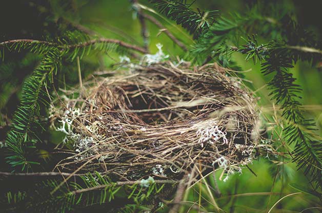 Birds Nest with Bird Logo - 7 Interesting Facts About How Birds Nest - Birds and Blooms