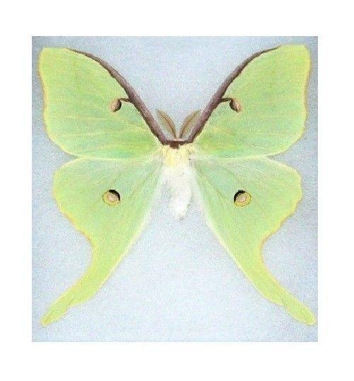 Lunesta Butterfly Logo - One Real Green Actias Luna LUNESTA Moth Saturniidae Unmounted Wings