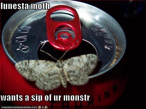 Lunesta Butterfly Logo - lunesta moth wants a sip of ur monstr Memes