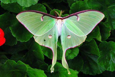 Lunesta Butterfly Logo - How to Identify the Beautiful, Endangered Luna Moth