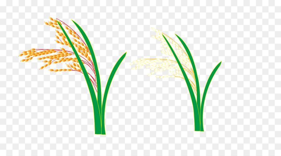 Rice Leaf Logo - Logo Grasses Leaf Plant stem Font rice and wheat png
