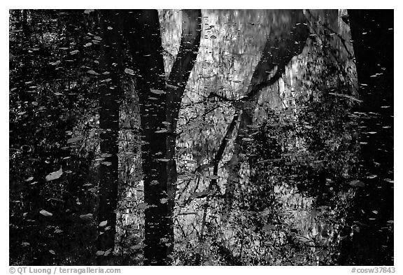 Black and White Tree with Leaves Falling Logo - Black and White Picture/Photo: Reflections and falling leaves in ...