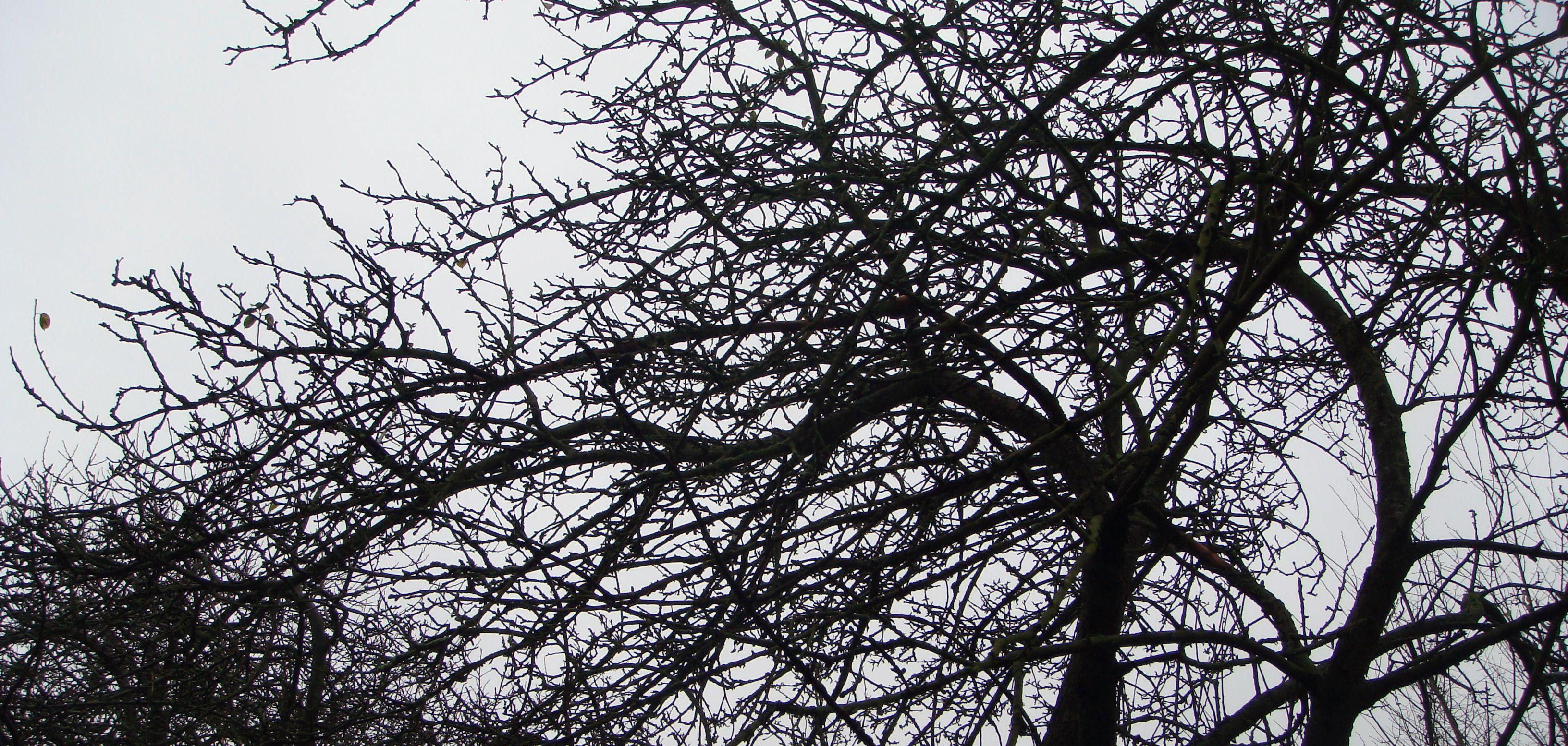 Black and White Tree with Leaves Falling Logo - When do the last leaves fall in Winter in