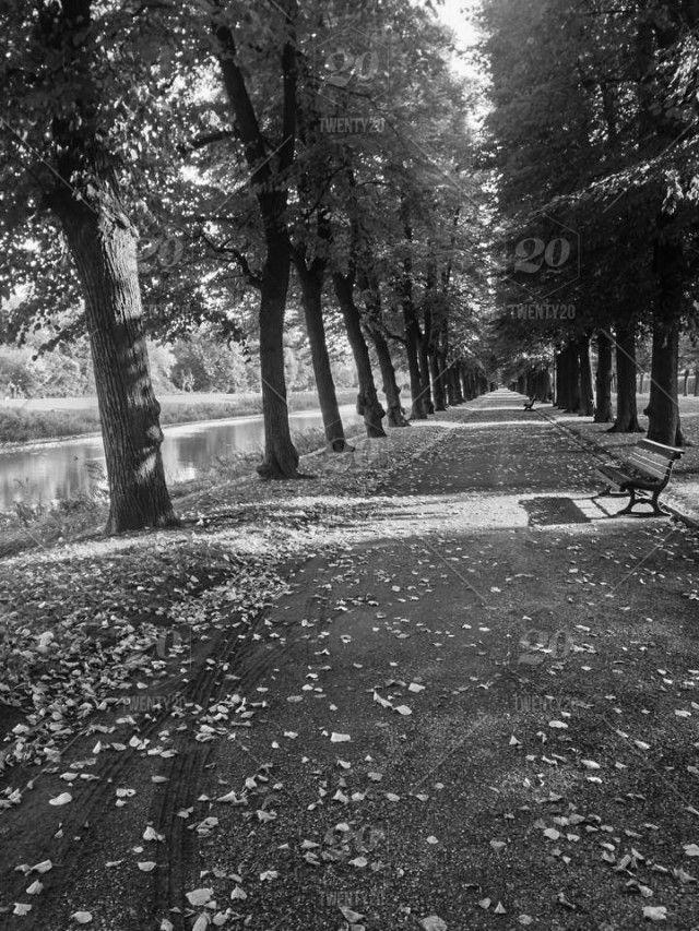 Black and White Tree with Leaves Falling Logo - A tree lined path by the river sprinkled with fall leaves captured ...