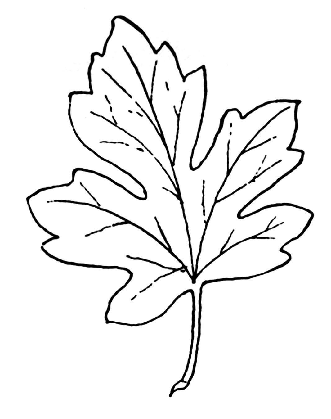 Black and White Tree with Leaves Falling Logo - Vintage Fall Clip Art - Maple Leaves | Craft Ideas | Coloring pages ...