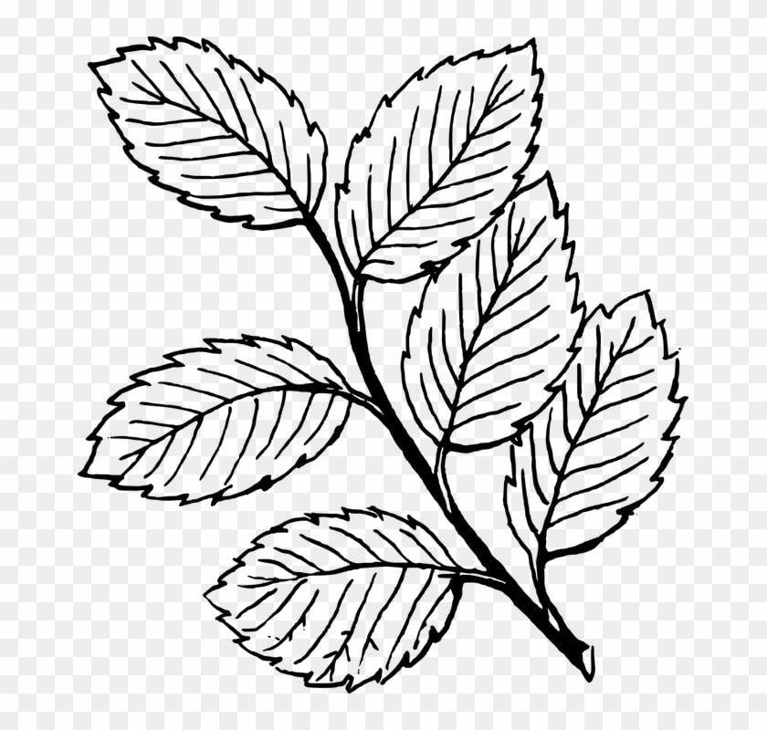 Black and White Tree with Leaves Falling Logo - Fall Tree Clipart Black And White Vines - Leaves Coloring Pages ...