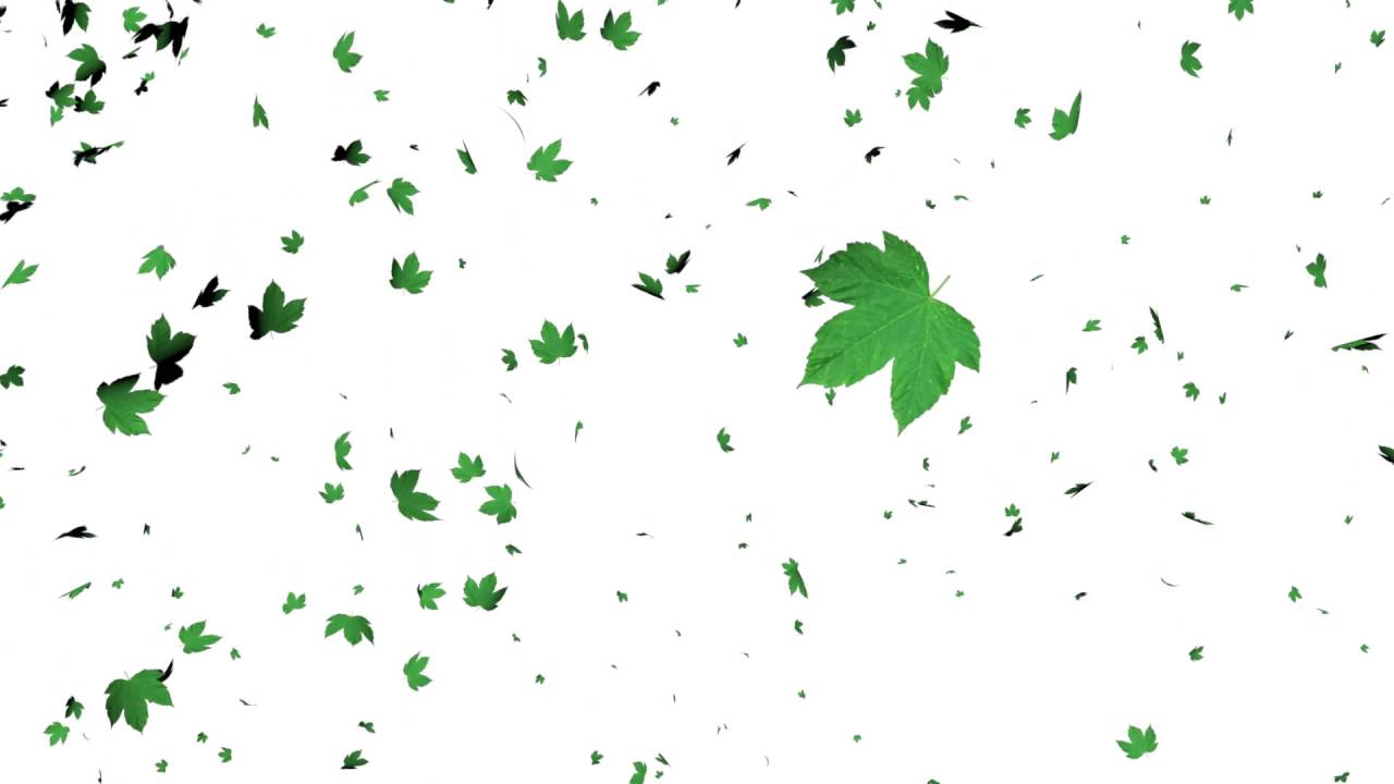 Black and White Tree with Leaves Falling Logo - Leaves Falling Animation-White Screen Effect - YouTube