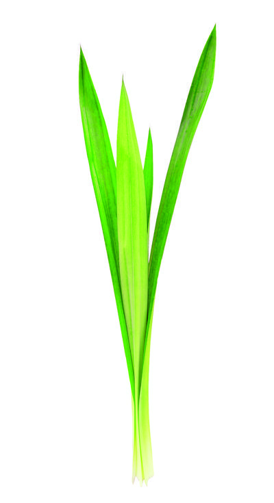 Rice Leaf Logo - Cooks, Meet the Pandan Leaf - Westchester Magazine - March 2014 ...