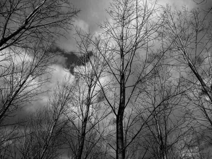 Black and White Tree with Leaves Falling Logo - black and white trees