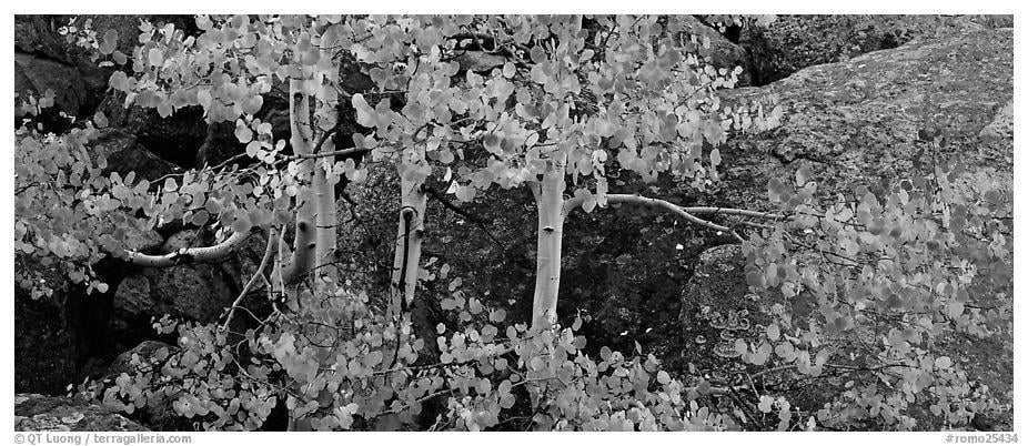 Black and White Tree with Leaves Falling Logo - Panoramic Black and White Picture/Photo: Aspen trees with fall ...