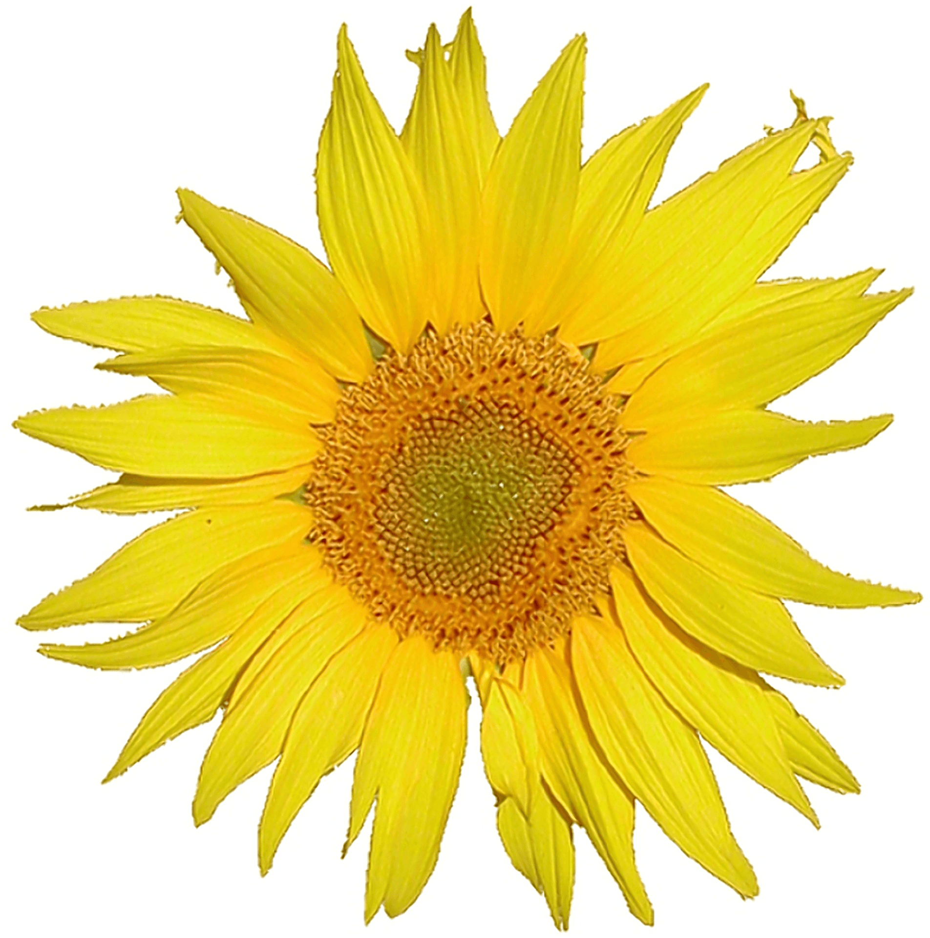 A Yellow Flower Logo - Mediawiki logo sunflower Tournesol 5x rev2.png