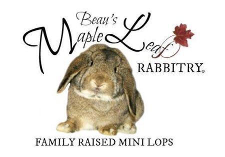 Rabbitry Logo - bEAU'S MAPLE LEAF RABBITRY LOGO 450 – Prayers for Pets 1.org