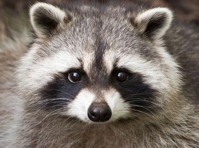 Raccoon Face Logo - This what a raccoon face really looks like!. Faces, animals