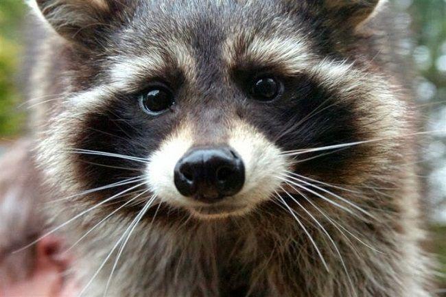 Raccoon Face Logo - The Model For Rocket Raccoon In 'Guardians Of The Galaxy' Has Died