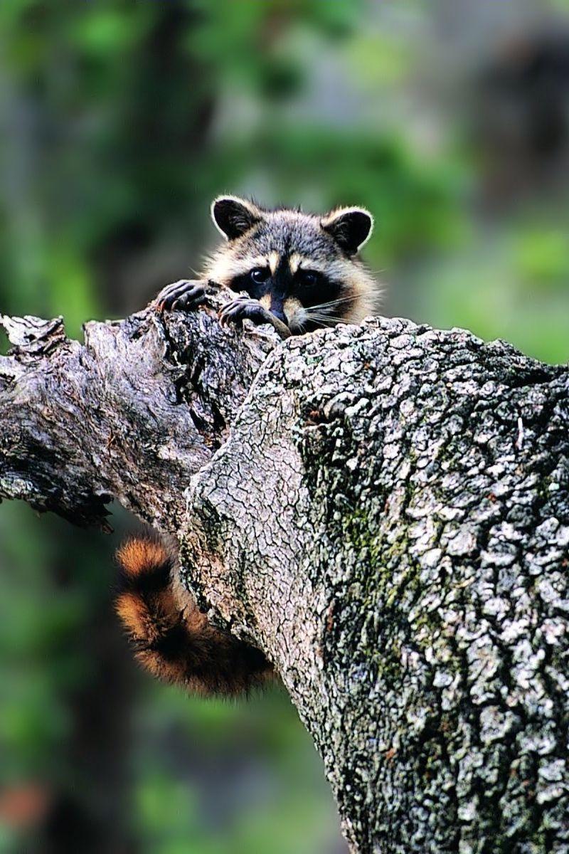 Raccoon Face Logo - Download Wallpaper 800x1200 Raccoon, Face, Tree Climbing Iphone 4s 4