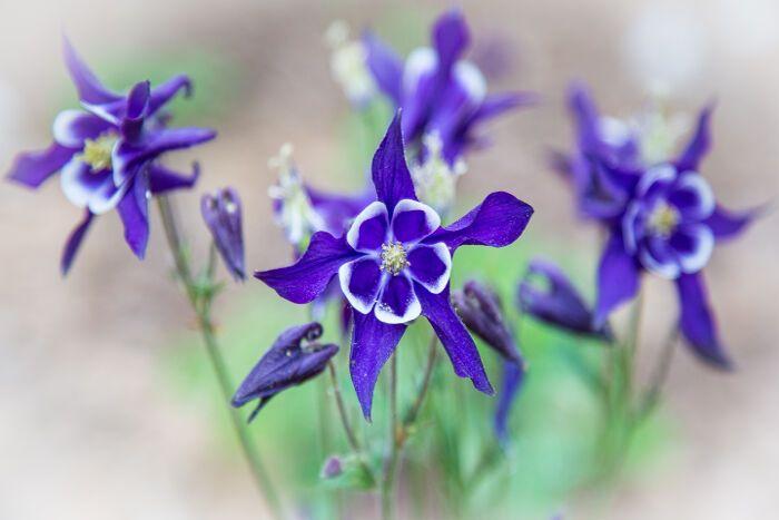 Columbine Flower Logo - Columbine Flower Meaning - Flower Meaning