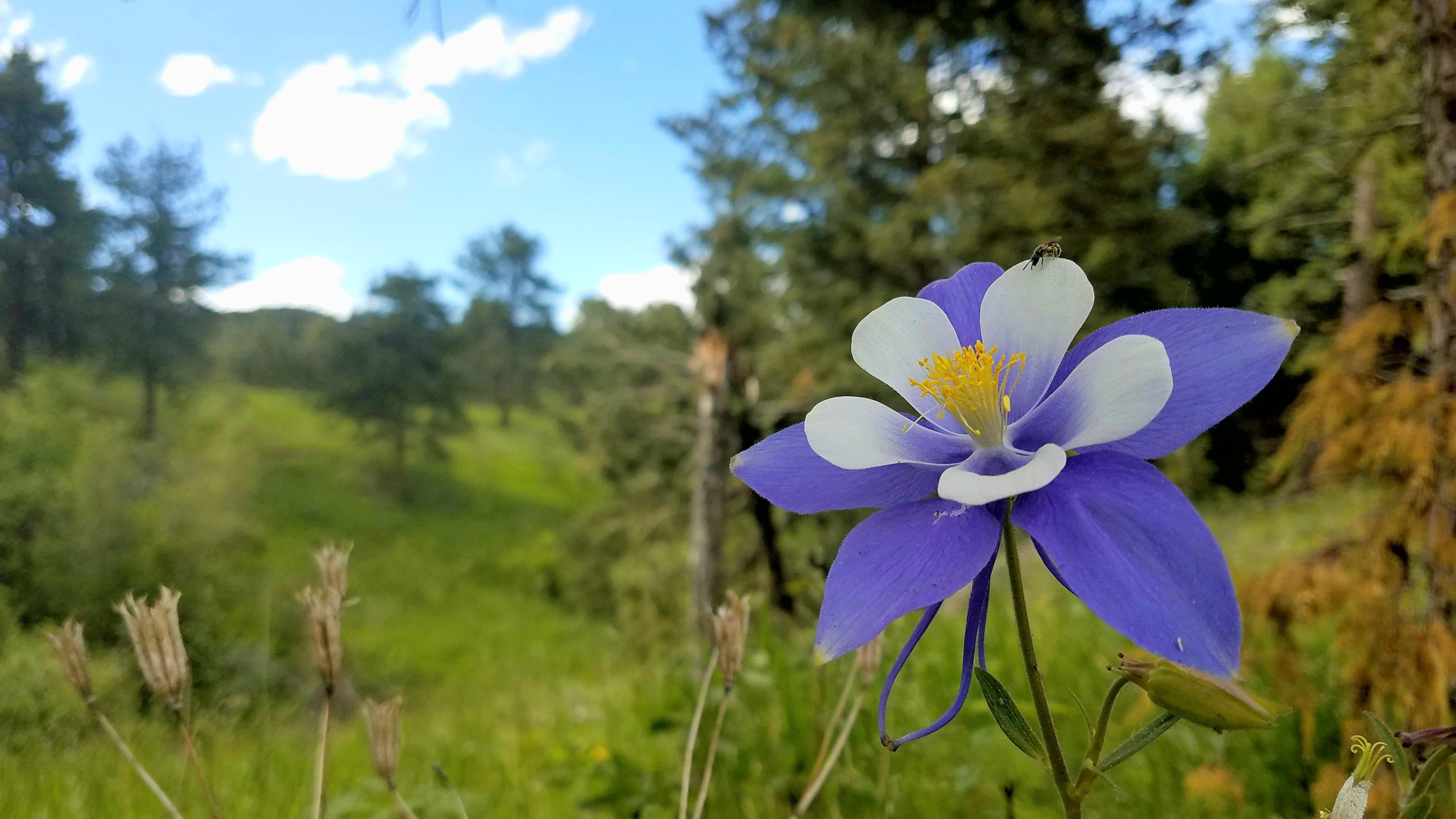 Columbine Flower Logo - The Columbine flower: Colorado, USA's state flower growing in it's ...