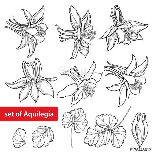 Columbine Flower Logo - Vector set with outline ornate Aquilegia or Columbine flower, bud ...