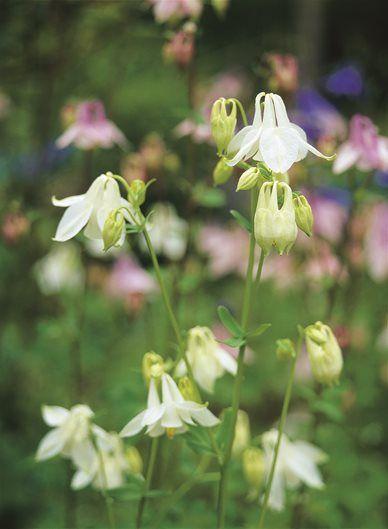 Columbine Flower Logo - Columbine Flower | Garden Design