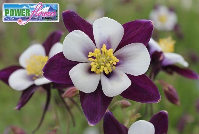 Columbine Flower Logo - Power Flowers - Aquilegia