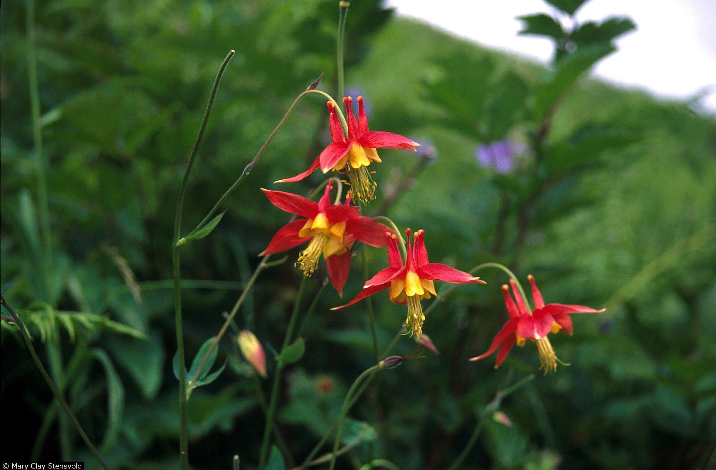 Columbine Flower Logo - Plants Profile for Aquilegia formosa (western columbine)