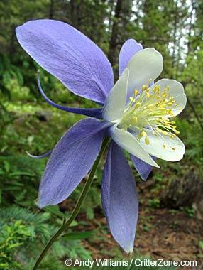 Columbine Flower Logo - Colorado State Flower | Rocky Mountain Columbine