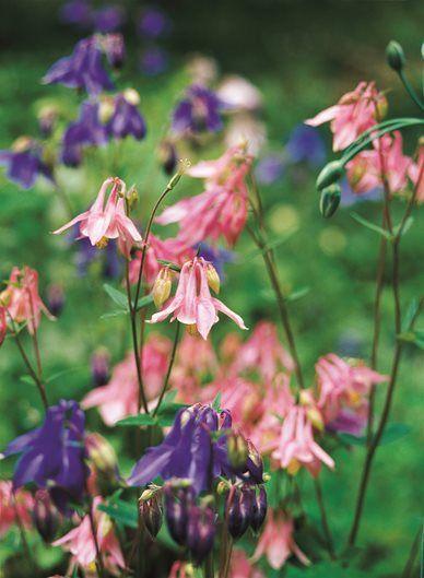 Columbine Flower Logo - Columbine Flower | Garden Design