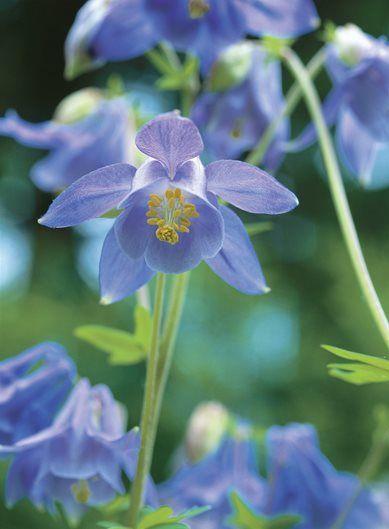 Columbine Flower Logo - Columbine Flower | Garden Design