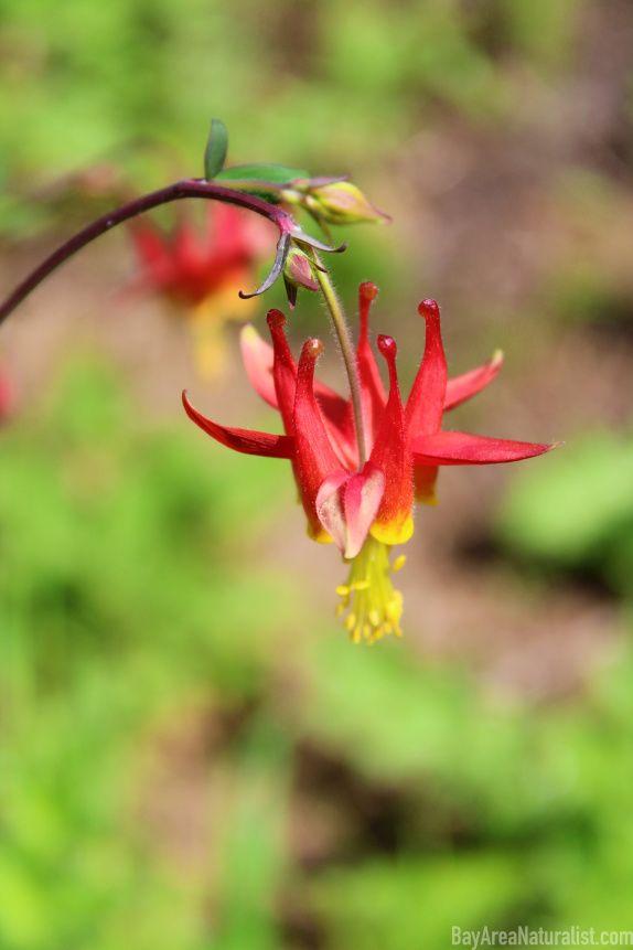 Columbine Flower Logo - Crimson (Western) Columbine – Bay Area Naturalist