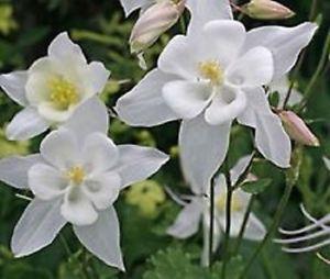 Columbine Flower Logo - 50+ Aquilegia White Star Columbine Flower Seeds / Perennial | eBay