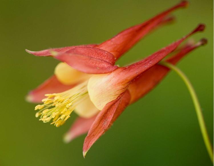 Columbine Flower Logo - Columbine | MDC Discover Nature