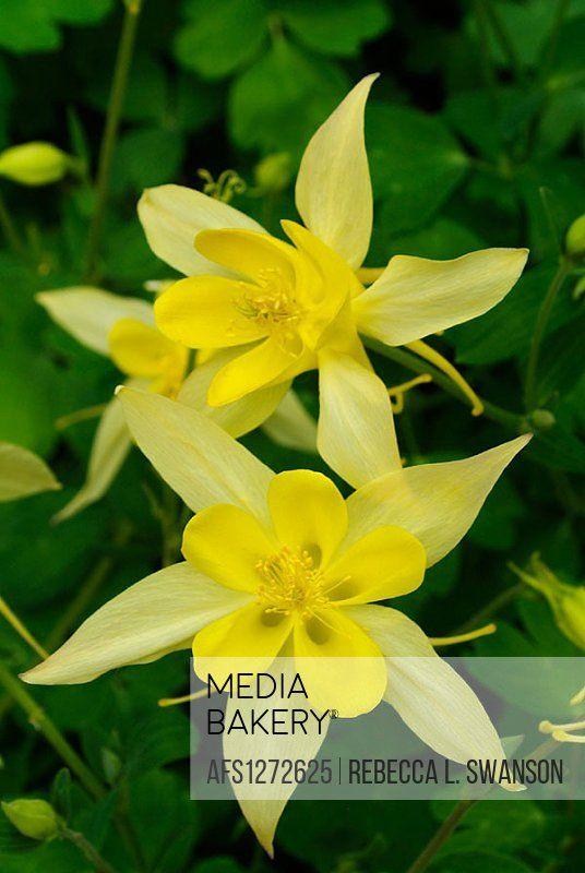 Columbine Flower Logo - Mediabakery - Photo by Age Fotostock - Golden Columbine flower ...