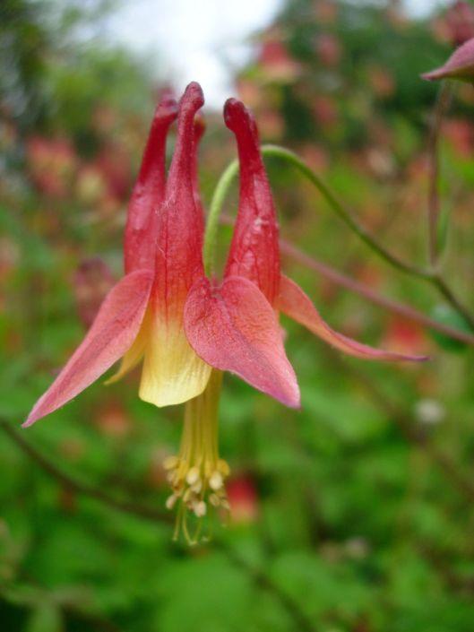 Columbine Flower Logo - Aquilegia canadensis Columbine | Prairie Moon Nursery