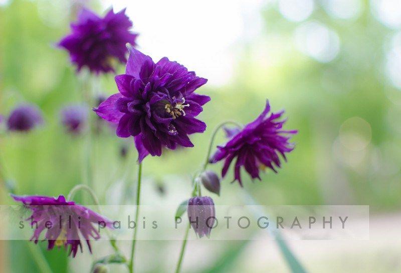 Columbine Flower Logo - Mama of Letters' Columbine Logo | Mama of Letters