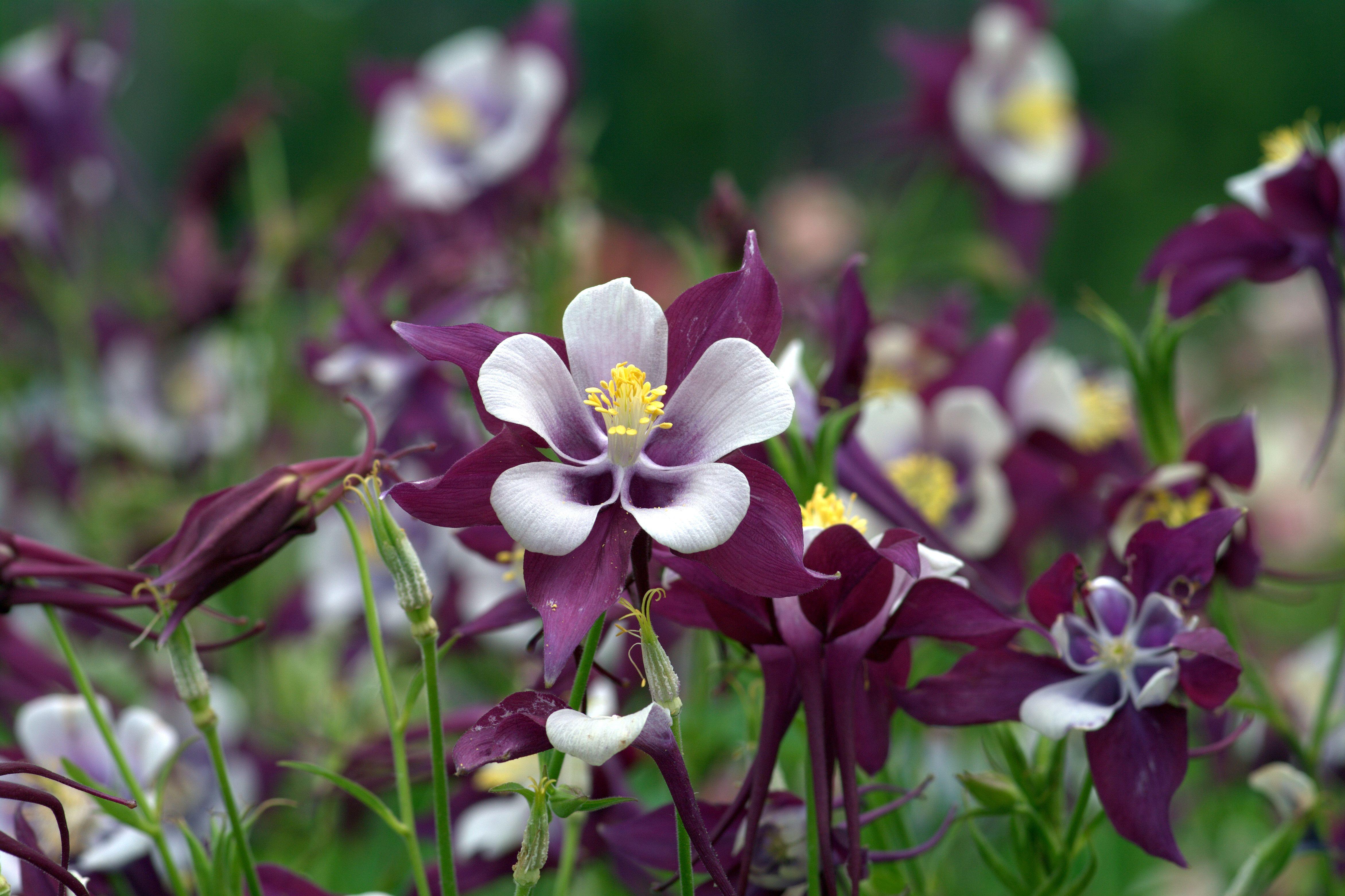 Columbine Flower Logo - Swan columbine named Louisiana Super Plant selection for fall 2011