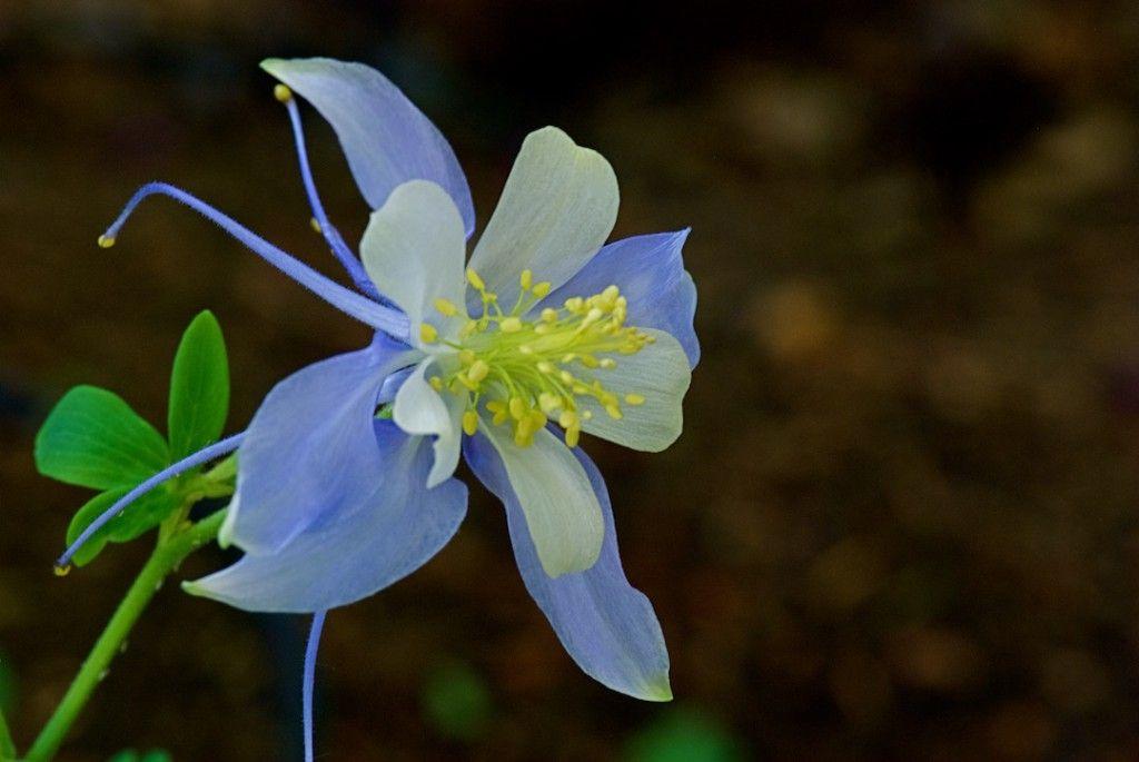 Columbine Flower Logo - APRIL : Columbine : Aquilegia species – Santa Fe Botanical Garden