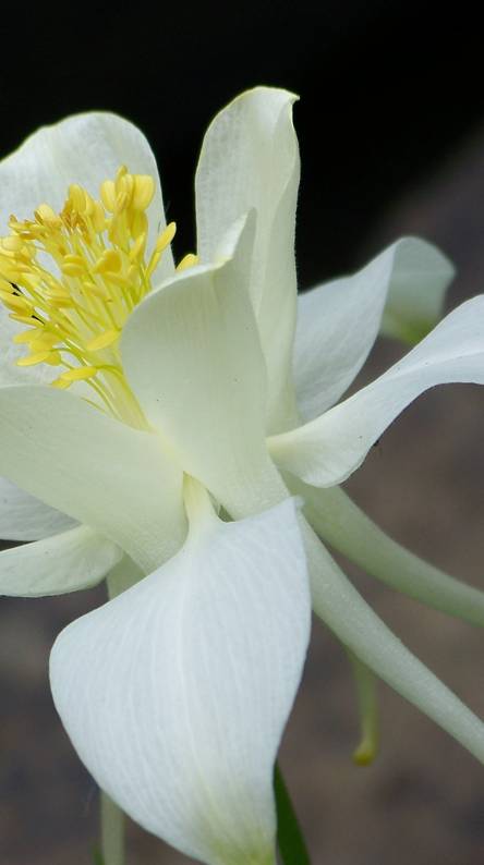 Columbine Flower Logo - Columbine logo Ringtones and Wallpapers - Free by ZEDGE™