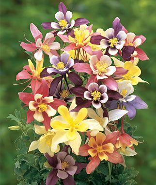 Columbine Flower Logo - Learn About Columbines