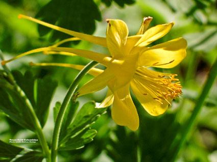 Columbine Flower Logo - Texas Gold Columbine | Denton County Master Gardener Association