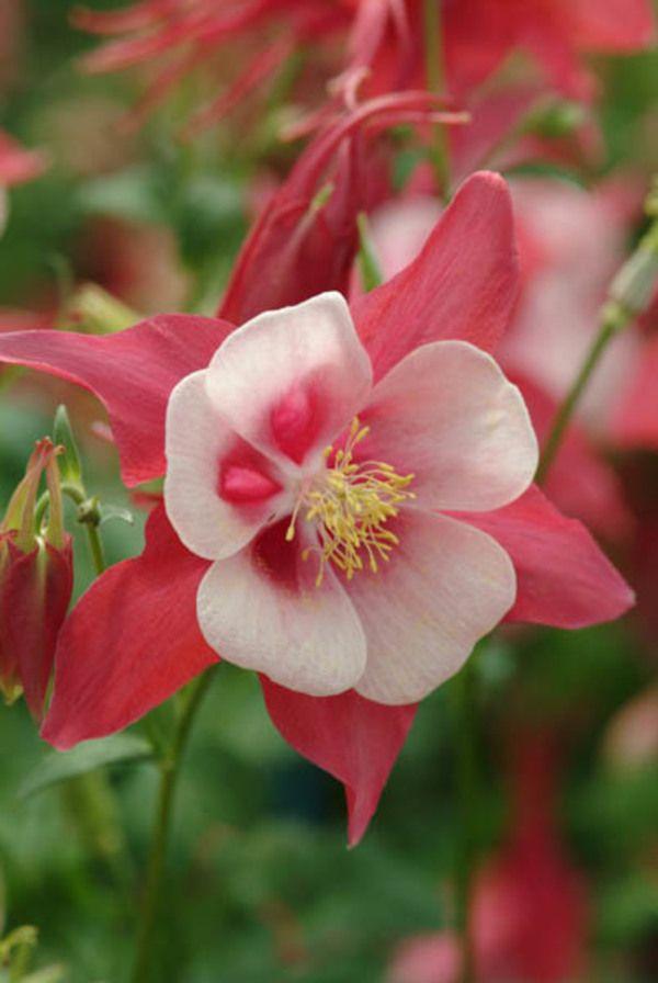 Columbine Flower Logo - Aquilegia Songbird 'Cardinal' (Columbine)