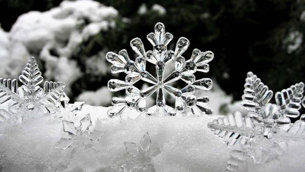 Ice Flower Logo - Ice flower macro on the snow Stock Photo free download