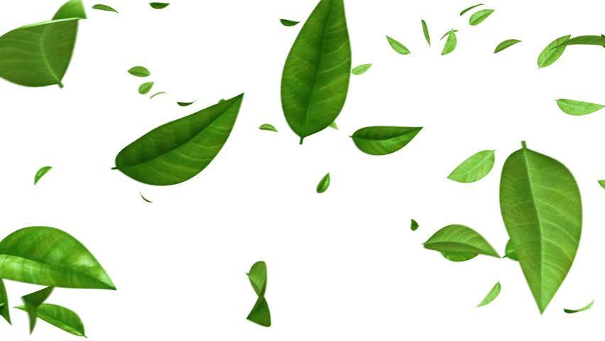 White and Green Leaf Logo - Green Leaves Flying On White Stock Footage Video (100% Royalty-free ...