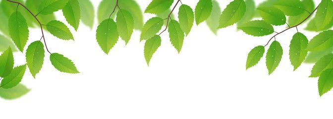 White and Green Leaf Logo - Search photos Category Plants and Flowers > Trees > Beech Trees