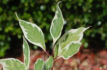 White and Green Leaf Logo - Variegated Leaves: Pictures of Bi-Colored Plants