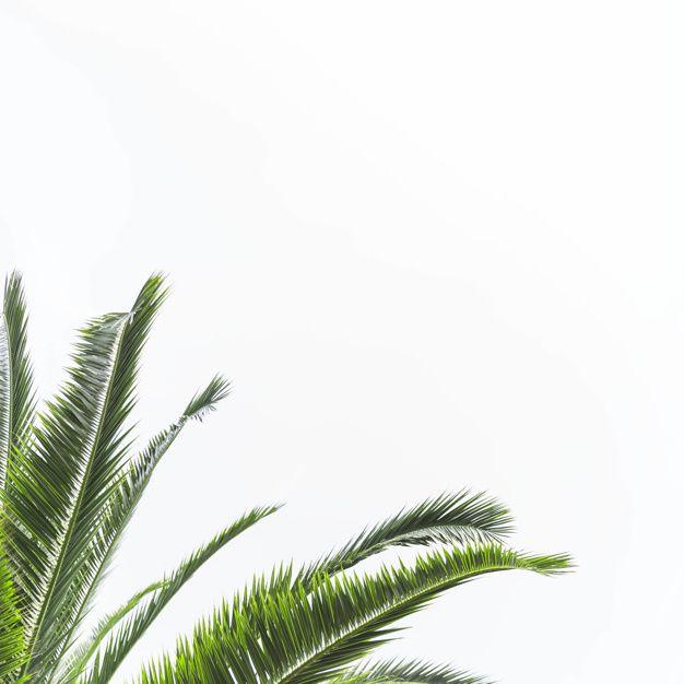 White and Green Leaf Logo - Green leaves of palm tree isolated on white background Photo. Free