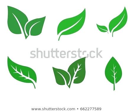 White and Green Leaf Logo - green leaf vector – LegionFront